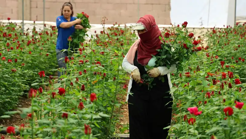 Anneler Günü İçin Gül Üreticileri How Much Çalıştı: Fiyatlar ve Seralar