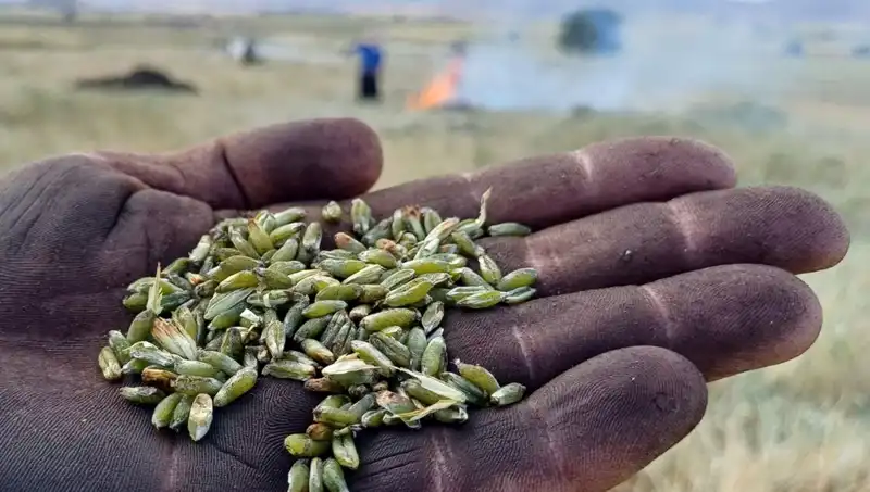 Firik Sezonu Geldi: Eşsiz Lezzetiyle Sofralarınızı Şenlendiriyor