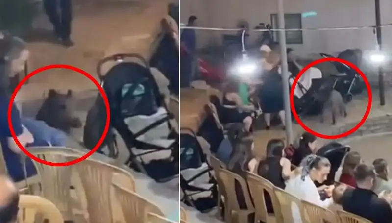 Düğünde Yaban Domuzu Şoku: Eğlence Yerini Kaosa Çevirdi!