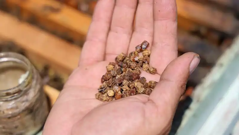 Eskiden Çöpe Gidiyordu, Şimdi Adeta Altın Değerinde: Protein Zengini Besin