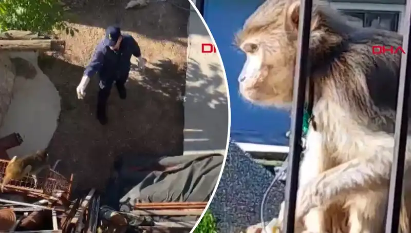 Muğla’da Şaşırtan Maymun Kovalamacası: Mahalleli Nefes Kesti