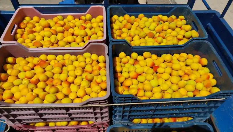 Türkiye'nin İlk Yerli Ürününde Tarihi Hasat: 500 TL ile Satışta!