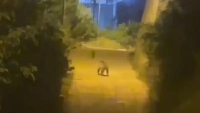 Gümüşhane'de Şehir Merkezine İnen Ayı: Vatandaşlar Şaşkın