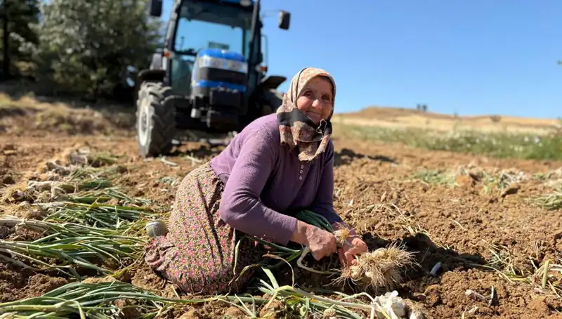 Selenyum Zengini Araziler: Bin 200 Liraya Tarla Hasadı!