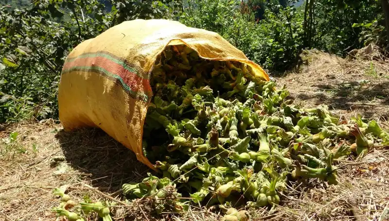 Giresun'da Fındık Hasadı: Yeni Sezonun İlk İşaretleri Belirdi!