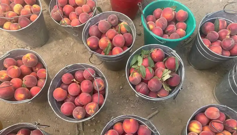 Çiftçiler Hasat Sezonunda Yüzleri Gülümseten Fiyatlarla Kazanıyor!