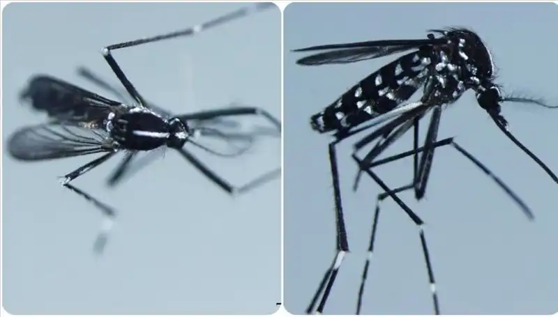 Chikungunya Virüsü Nedir? Belirtileri ve Enfekte Ülkeler