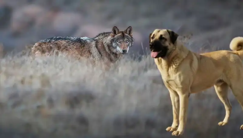 Kangal Köpeklerine Artan Talep: Kurt Popülasyonu Neden Etkiliyor?
