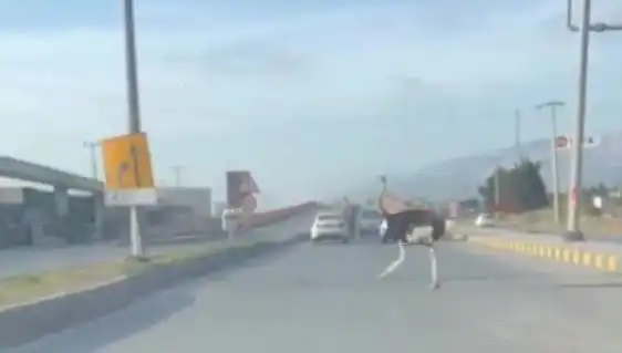 Trafikte Deve Kuşuyla Karşılaşmak: Şaşkınlık Veren Anlar!