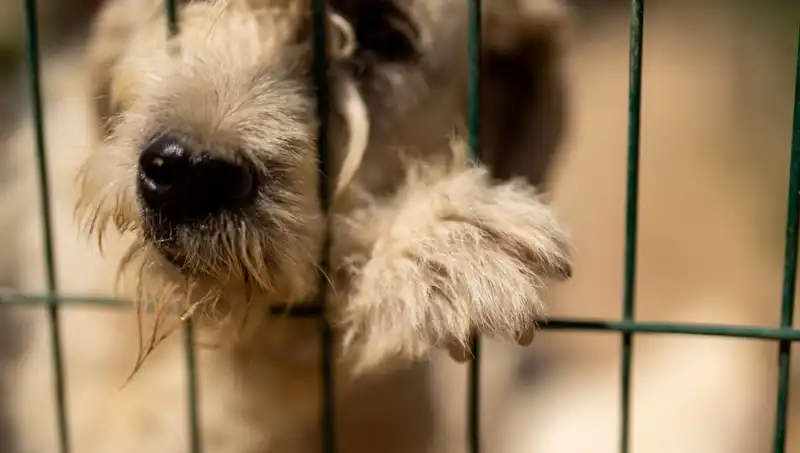 İş Stresi Artıyor, Köpekler de Bunun Kurbanı Oluyor