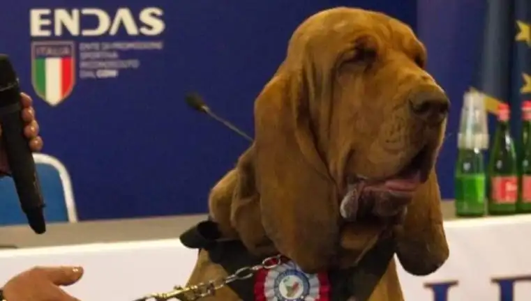 Arama Köpeğine Suikast: Çivili Sosisle Olayların Gölgesinde Kalan Dram