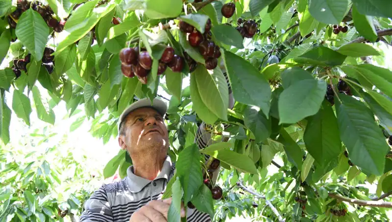 Lapseki'nin Dev Gıda Ürünü: Çay Bardağına Sığmayan Dev Mersin!