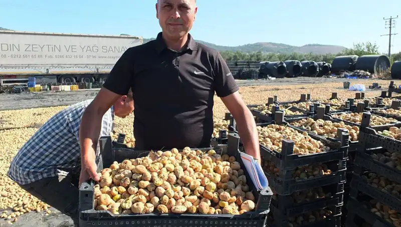 Balıkesir'de Hasat Sezonu: Çin ve Rusya'ya İhracat Başladı!